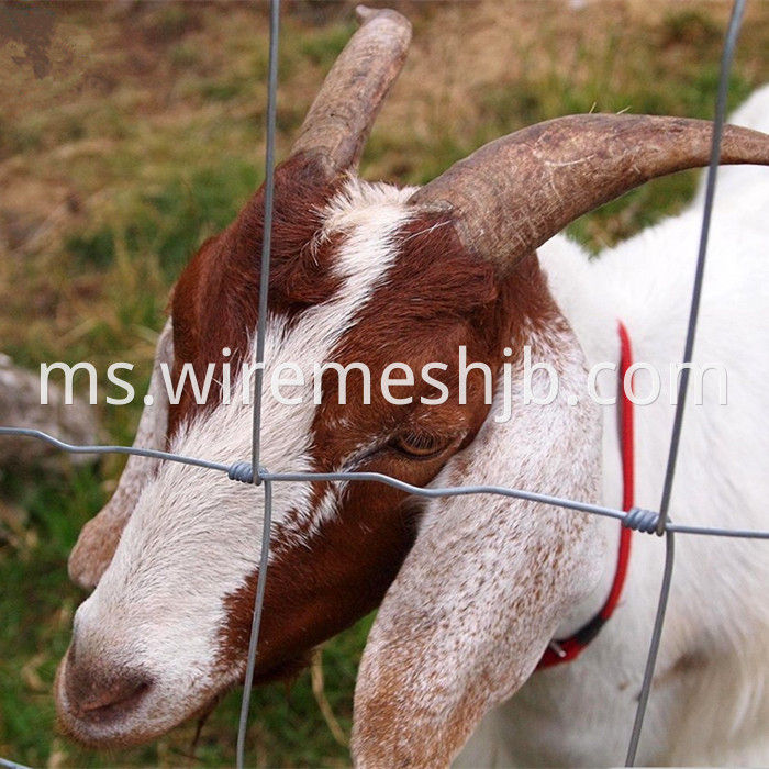 Agriculture Field Fencing